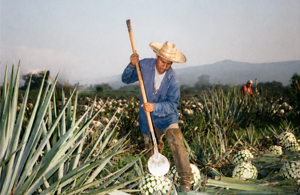 A jimador harvesting blue agave in the Jalisco highlands